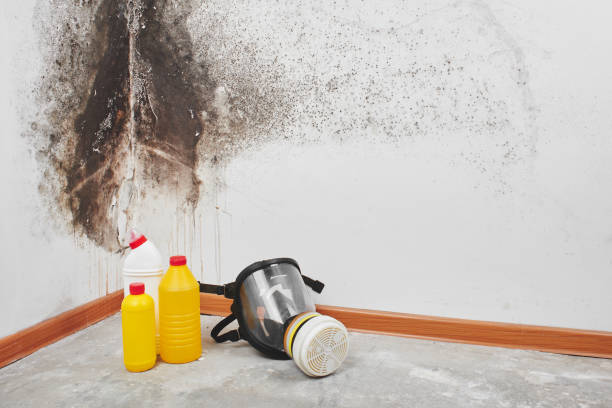 Best Localized Mold Remediation (e.g., coastal areas, humid climates) in Pittsfield, IL