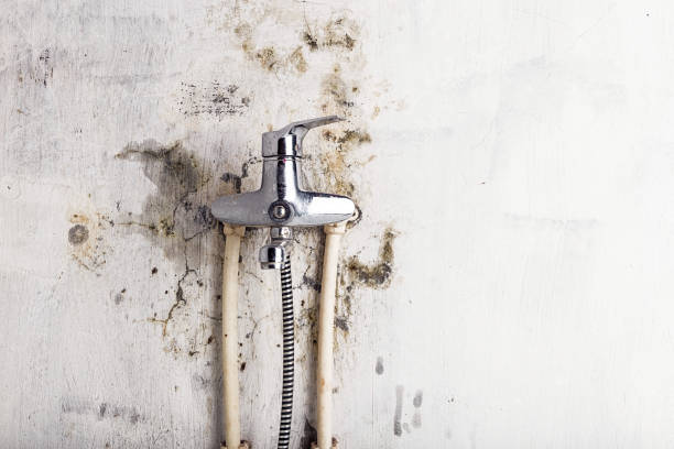  Pittsfield, IL Mold Removal Pros