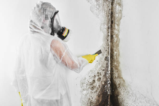 Best Attic Mold Remediation in Pittsfield, IL