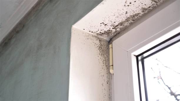 Best Mold Remediation for Specific Building Types in Pittsfield, IL