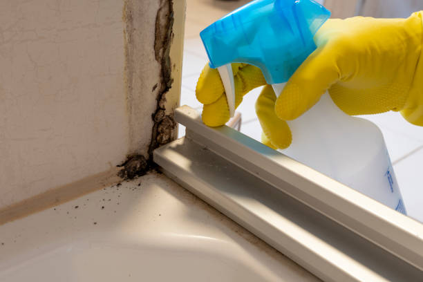 Best DIY Mold Remediation Support Services in Pittsfield, IL