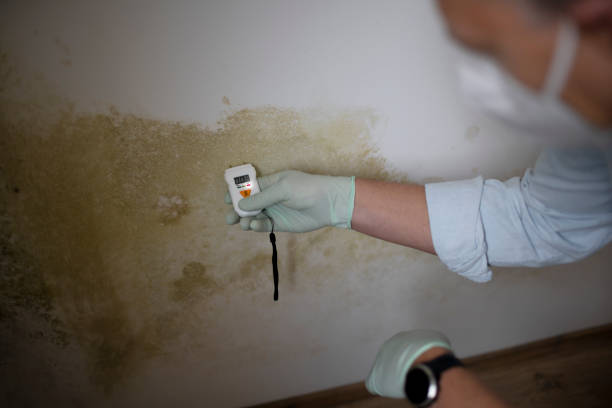 Best Kitchen Mold Remediation in Pittsfield, IL