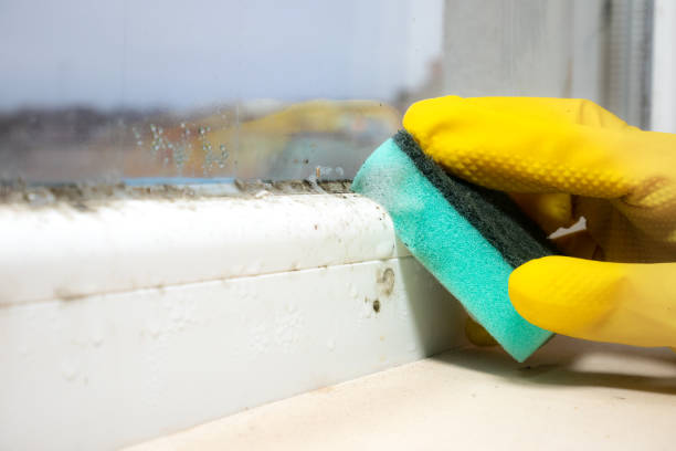Professional Mold Remediation in Pittsfield, IL