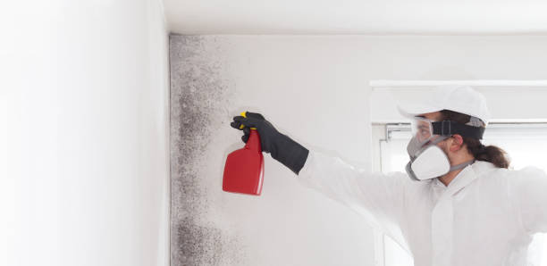 Best Commercial Mold Remediation in Pittsfield, IL