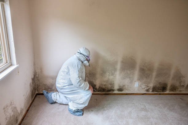 Best Basement Mold Remediation in Pittsfield, IL