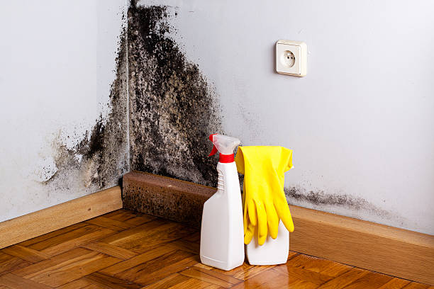 Best Emergency Mold Remediation in Pittsfield, IL