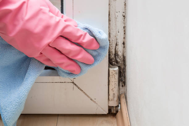 Best Residential Mold Remediation in Pittsfield, IL