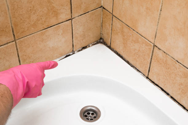Best Bathroom Mold Remediation in Pittsfield, IL